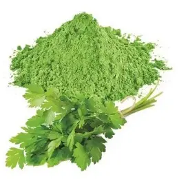 Dehydrated Coriander Powder